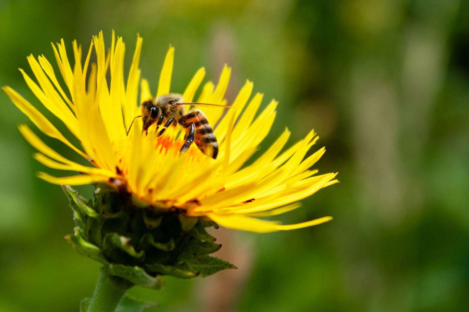 Can Budgies Eat Dandelion Flowers Safely? Yes Or No?