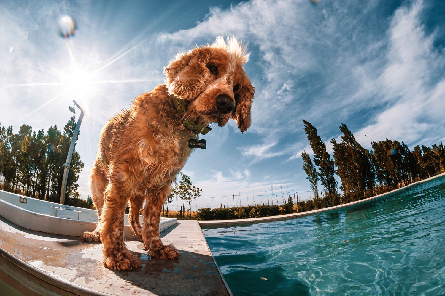 a dog's photo by fisheye lens
