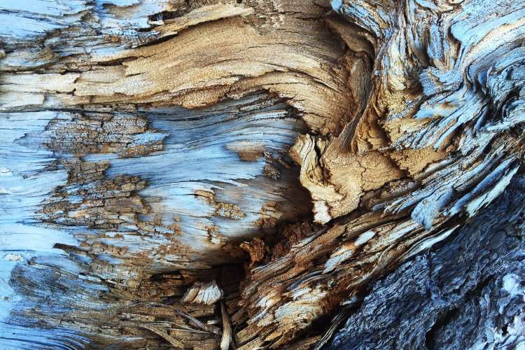 texture of tree Photo by Bruno Ramos Lara on unsplash