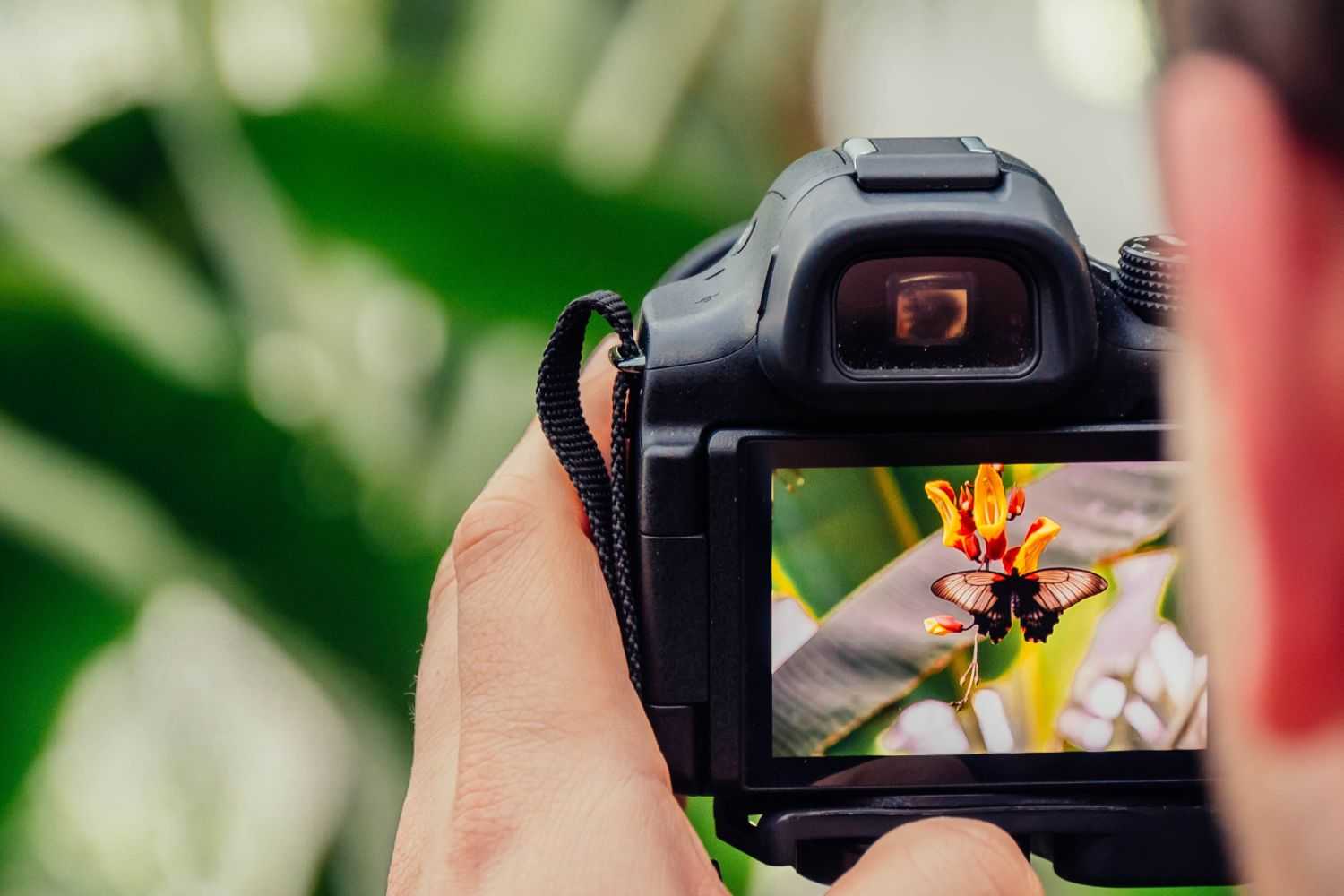 person is taking photos for butterfly Photo by Jamie Street on unsplash