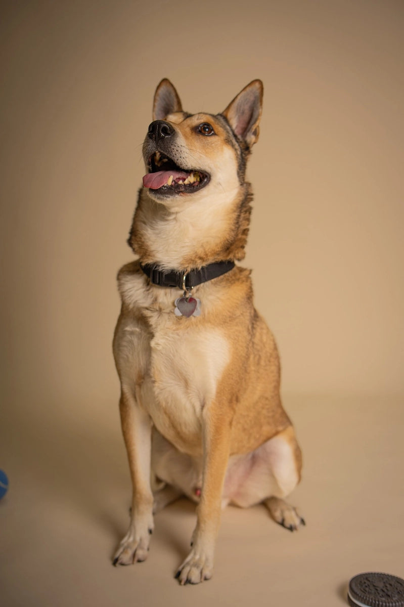 Kate Pet Light Beige Seamless Paper Backdrop for Photography