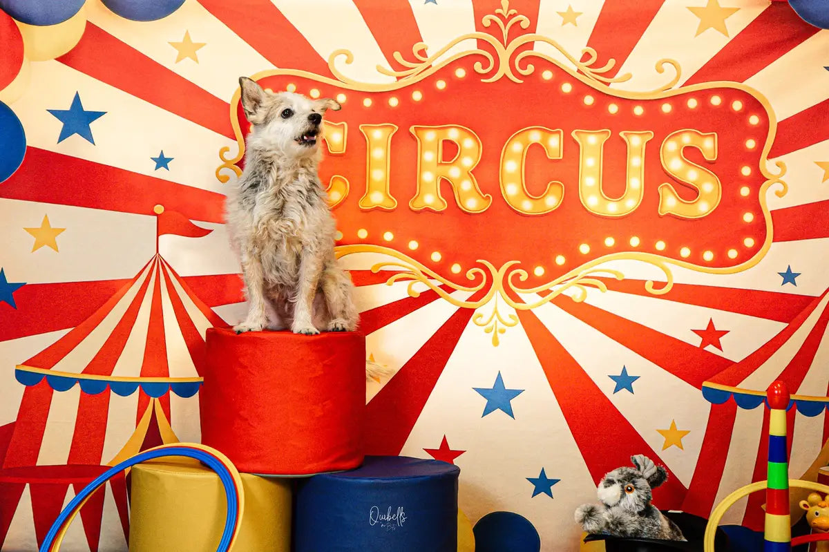 Kate Cake Smash Circus Tent Balloons Backdrop Designed by Patty Roberts