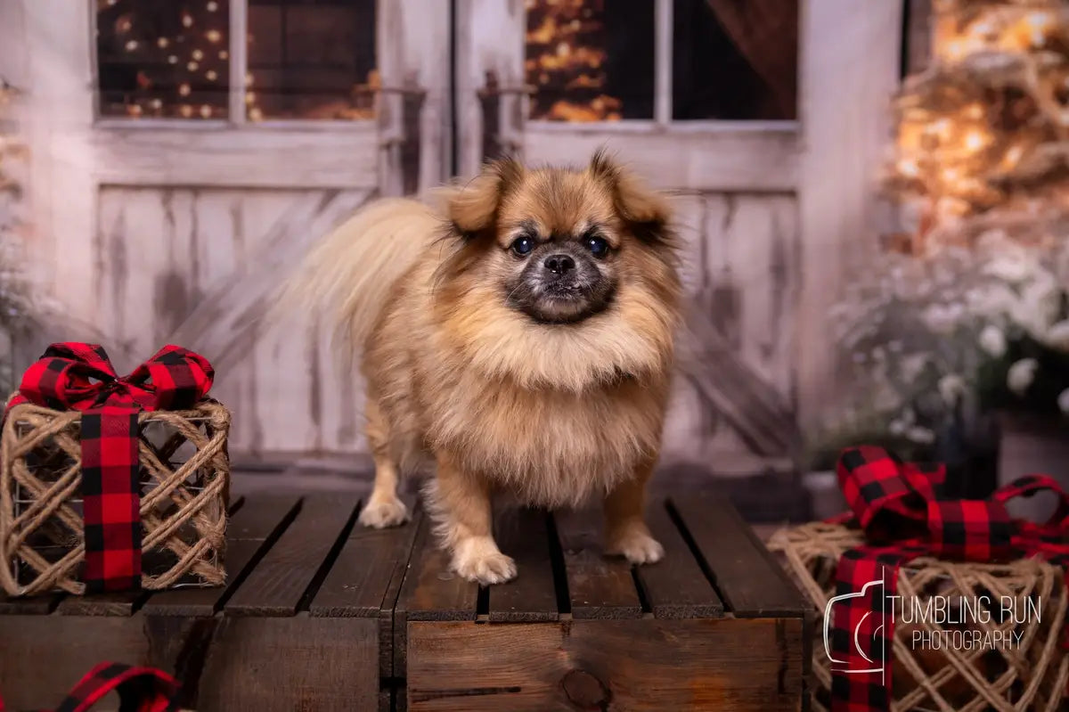 Kate Christmas Barn with Lights and Christmas Tree Backdrop Designed by Emetselch