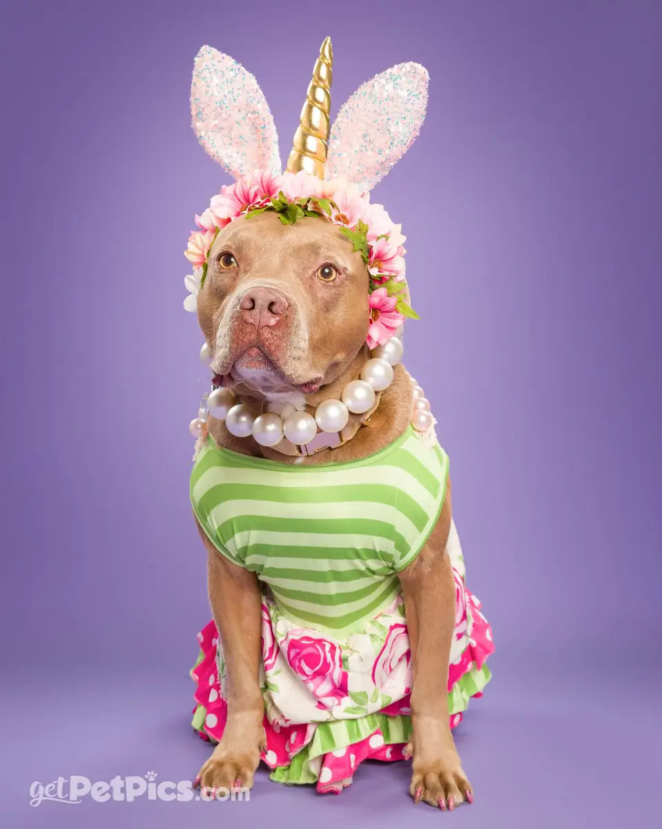 Kate Thistle Purple Seamless Paper Backdrop for Photography
