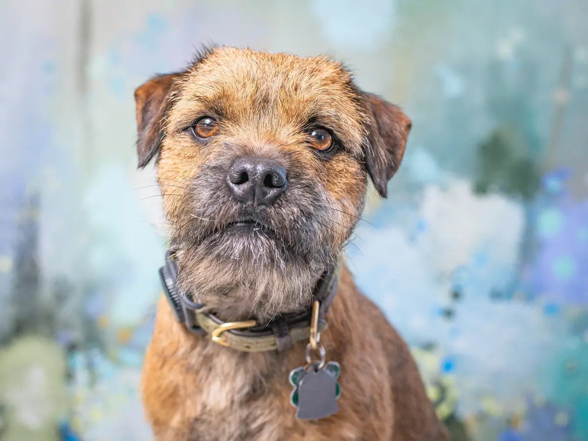 Estampados Primaverales de Mascotas Arte Fino de Flores con Diseño de Telón de Fondo de Diente de León Brumoso Diseñado por GQ