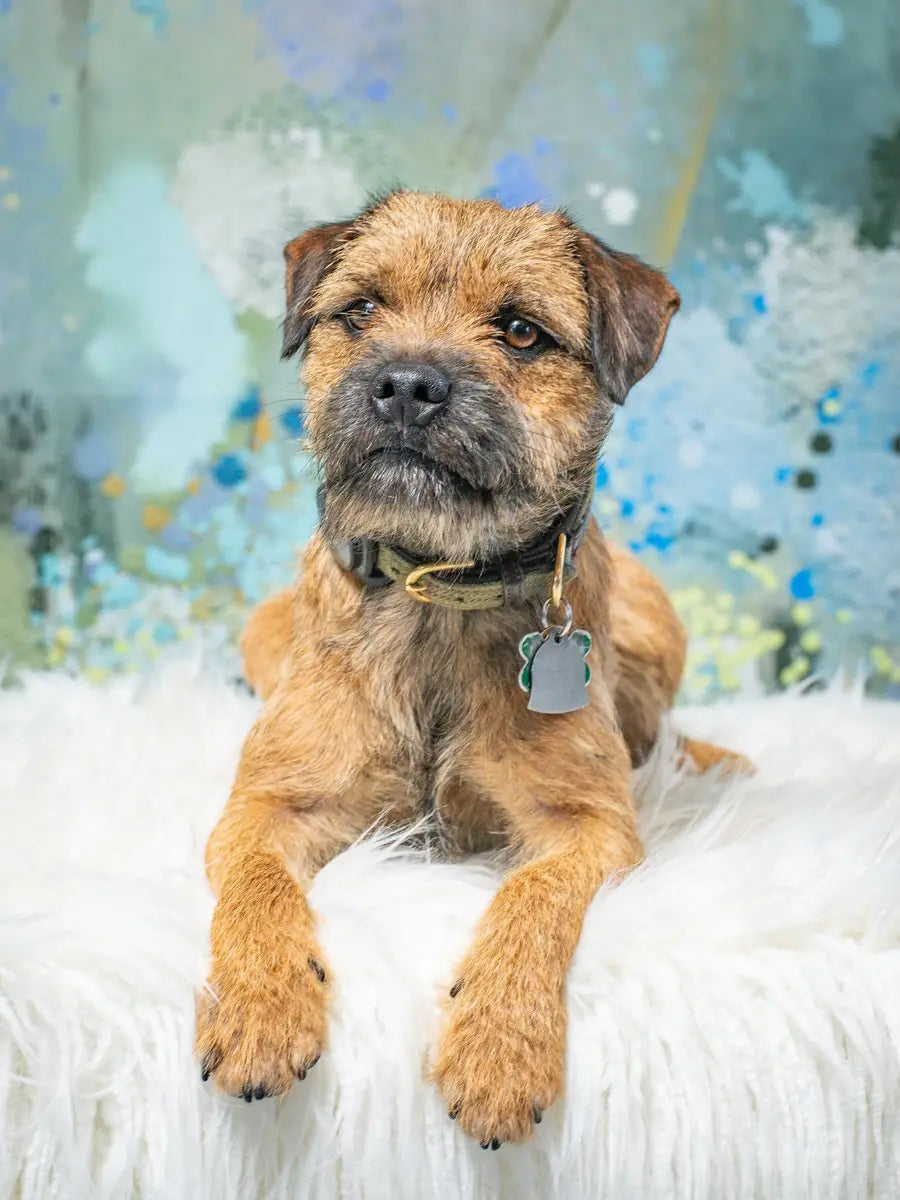 Estampados Primaverales de Mascotas Arte Fino de Flores con Diseño de Telón de Fondo de Diente de León Brumoso Diseñado por GQ