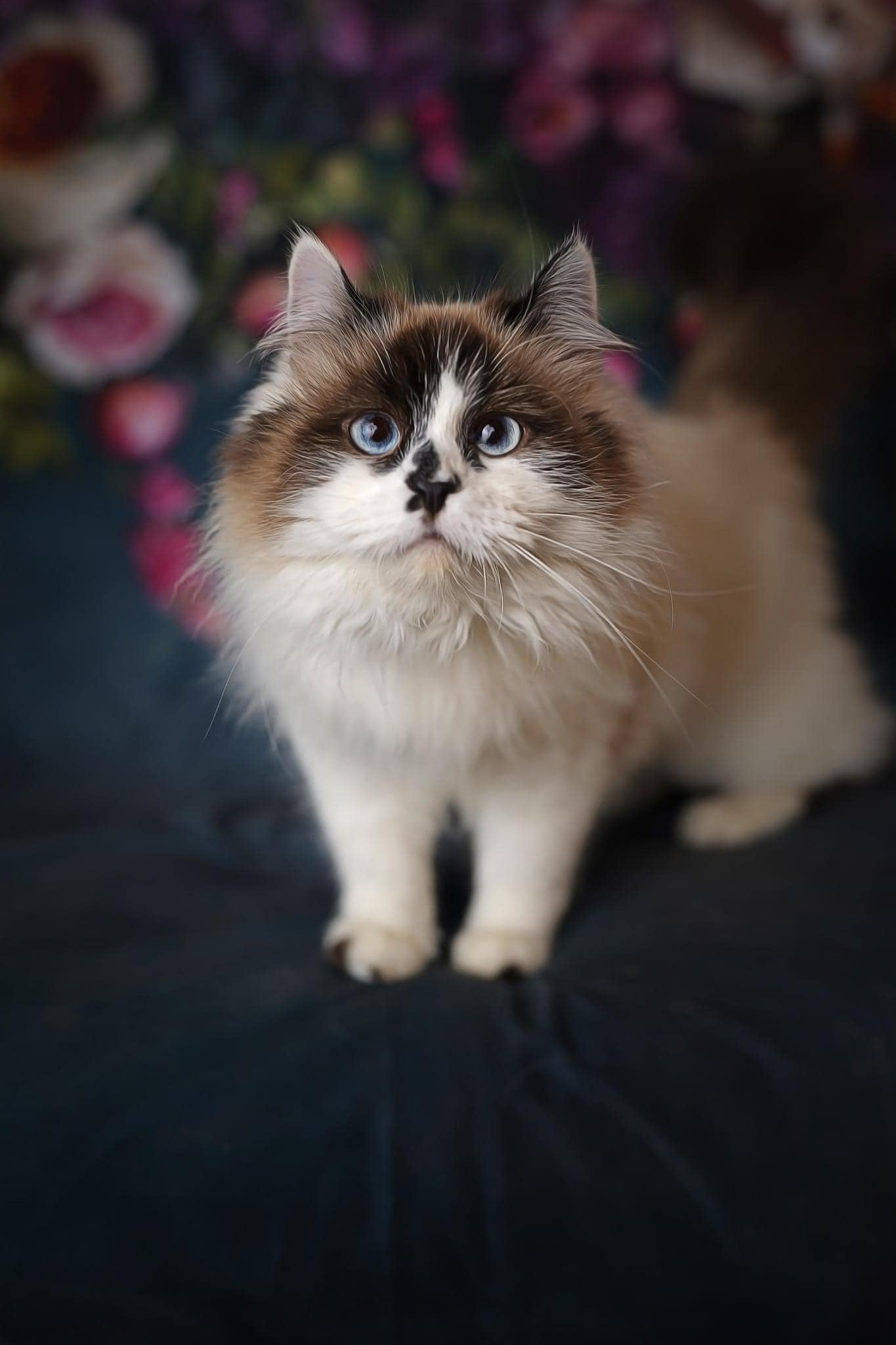 Kate Spring Fine Art Oil Painterly Floral Dark Teal Backdrop Designed by Mini MakeBelieve