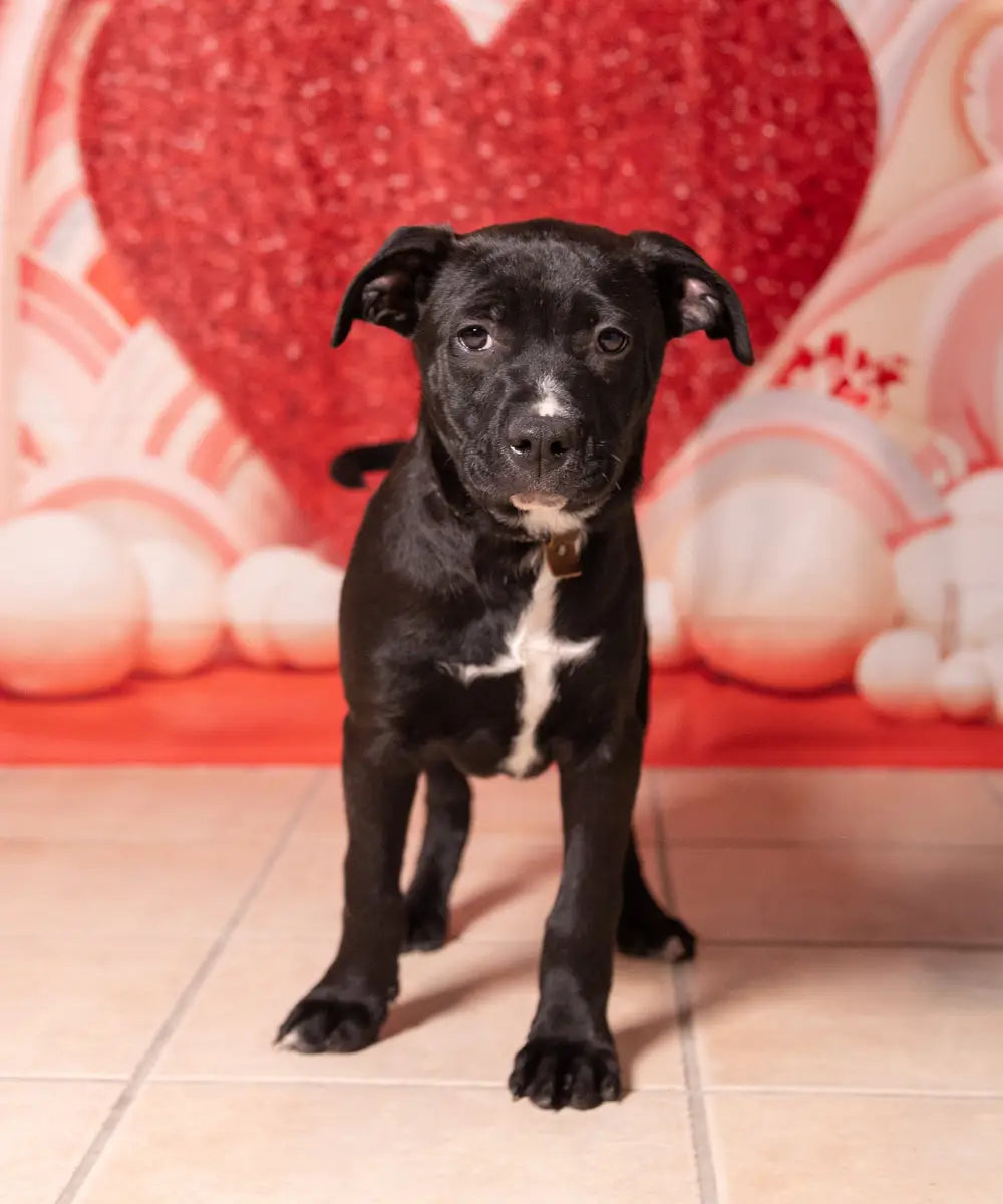 Kate Pink Valentine's Day Love Balloons Backdrop Designed by Emetselch