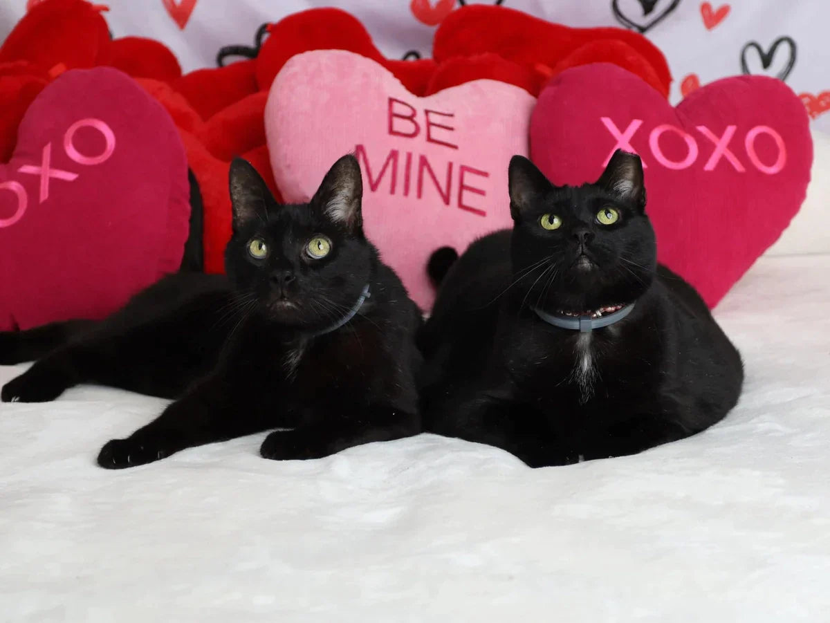 Kate Valentine's Day Fleece Backdrop White for Photography