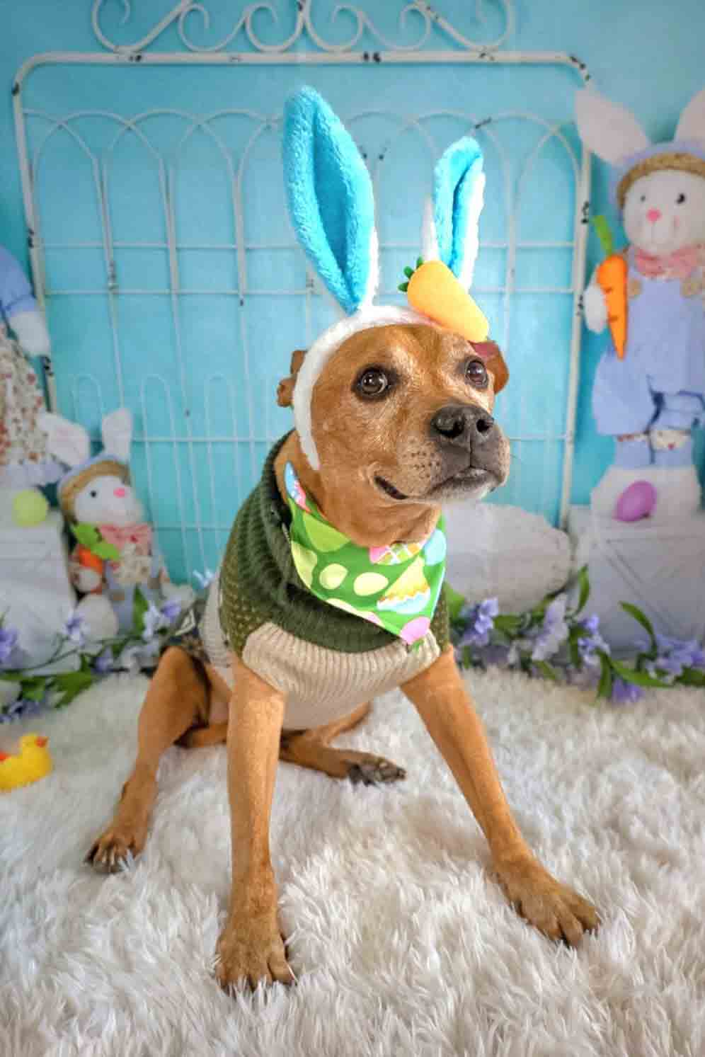 Kate Pet Cake Smash Easter Colorful Eggs Backdrop for Photography - Kate Backdrop