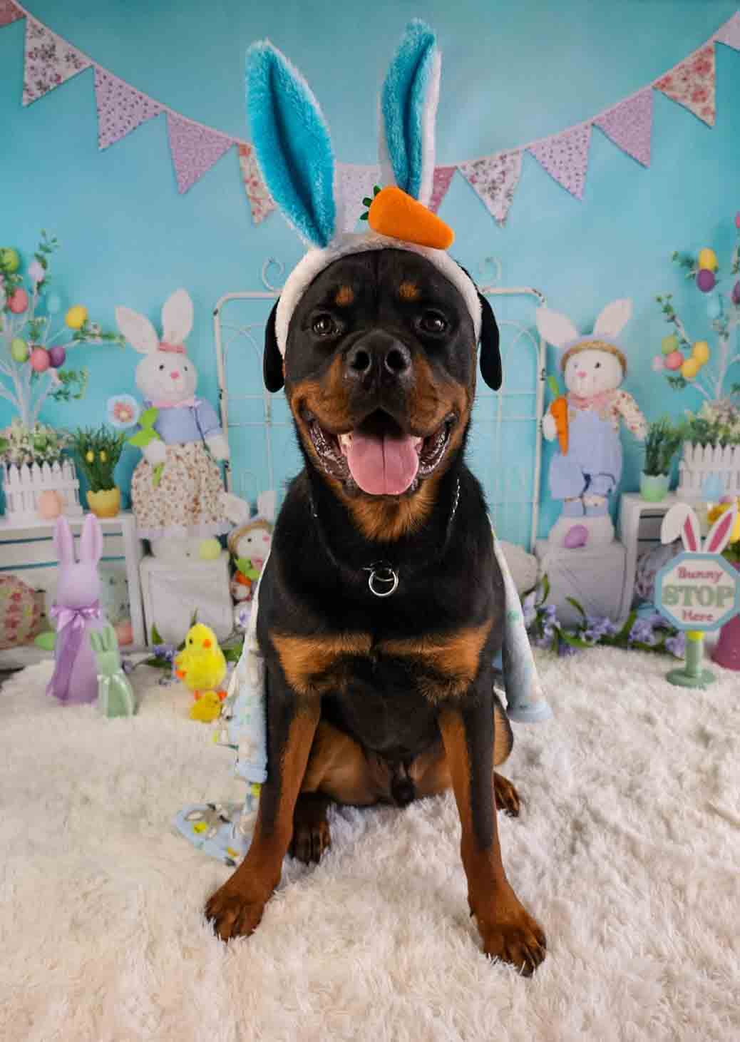 Kate Pet Cake Smash Easter Colorful Eggs Backdrop for Photography - Kate Backdrop