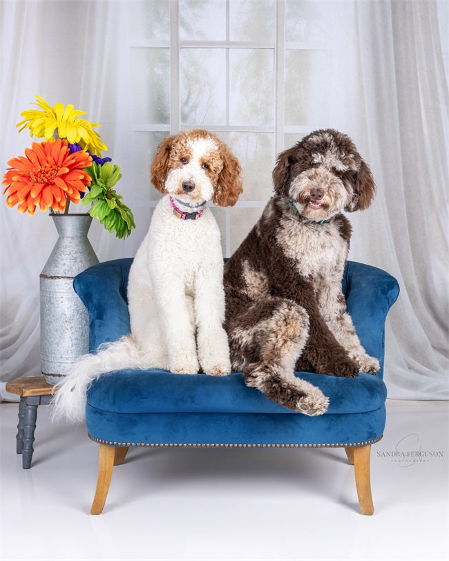 Kate Spring White Curtains Windows Room Backdrop Designed by Chain Photography