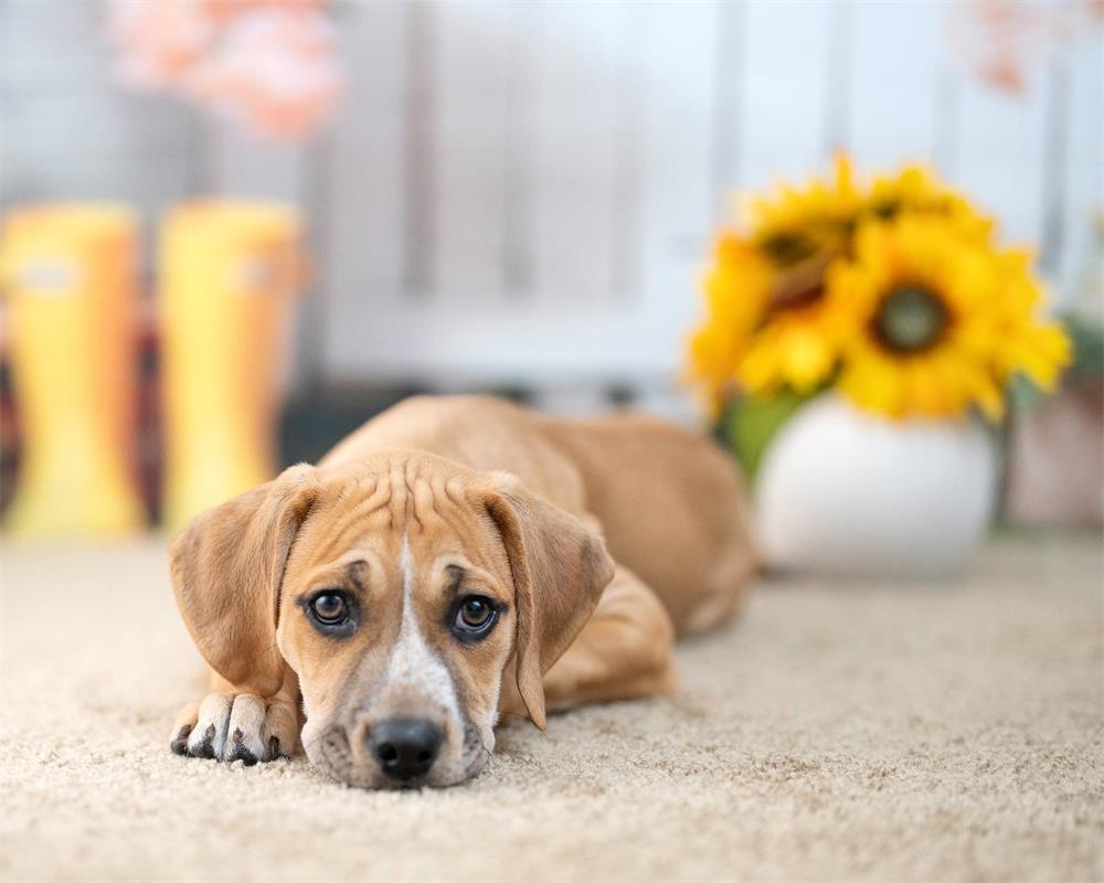 Kate Window Backdrop Spring Summer Garden Designed by Emetselch - Kate Backdrop