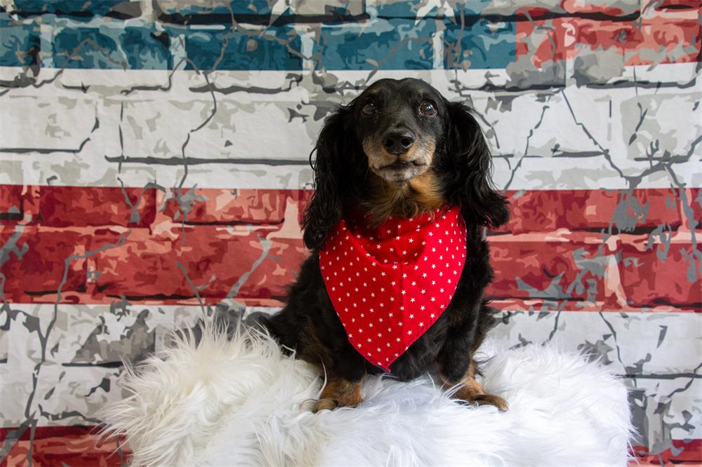 Kate Graffiti American Independence Day Brick Backdrop - Kate Backdrop