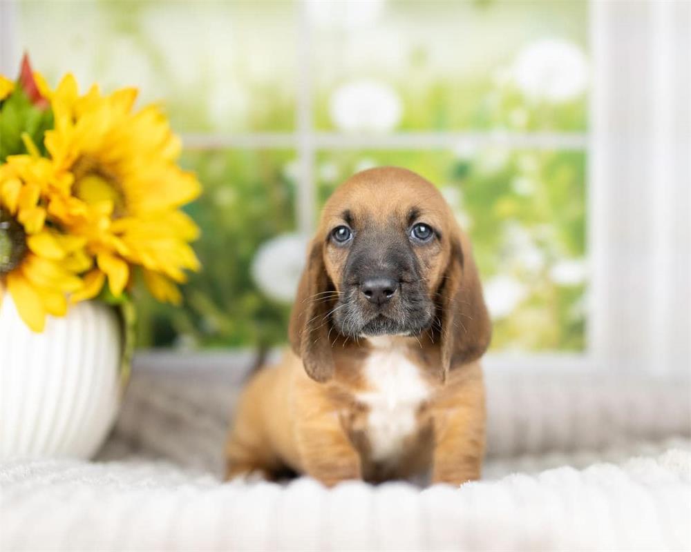 Kate Window Backdrop Spring Summer Garden Designed by Emetselch - Kate Backdrop