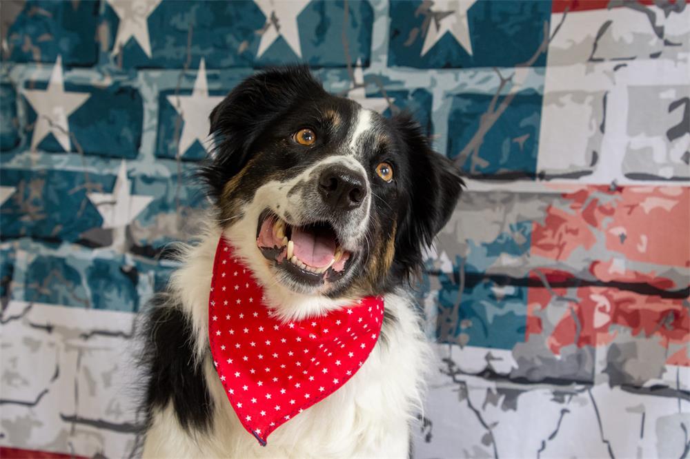 Kate Graffiti American Independence Day Brick Backdrop - Kate Backdrop