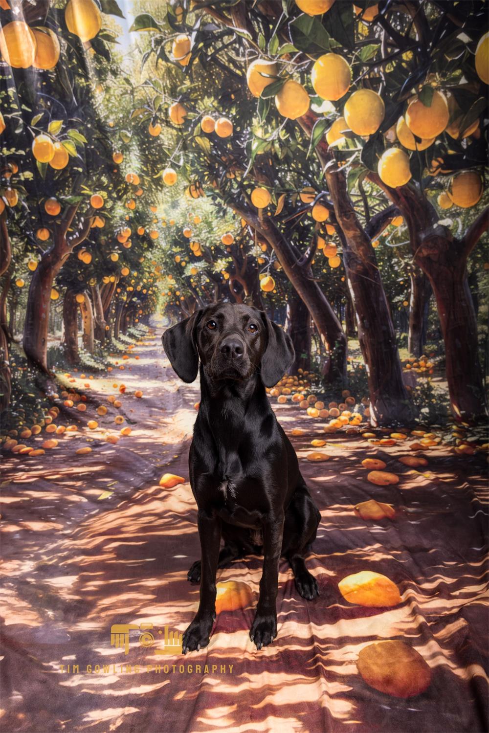 Kate Sweep Summer Outdoor Yellow Lemon Grove Backdrop Designed by Megan Leigh Photography