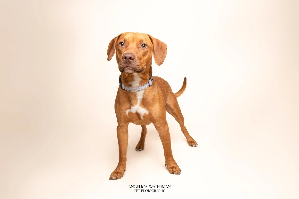 Kate Pet Light Beige Seamless Paper Backdrop for Photography