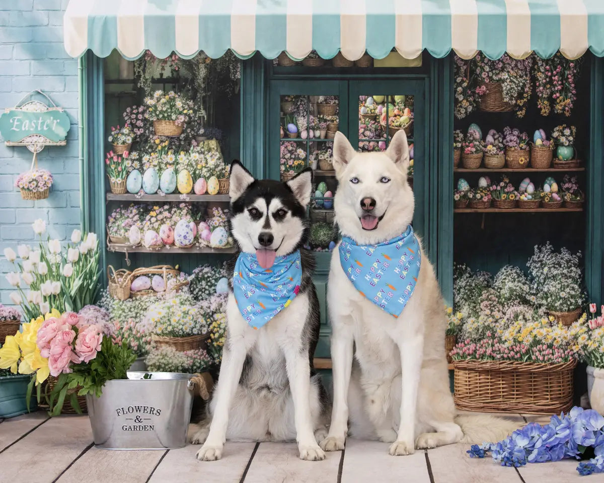 Kate Easter Blue Flower Shop Backdrop Designed by Emetselch