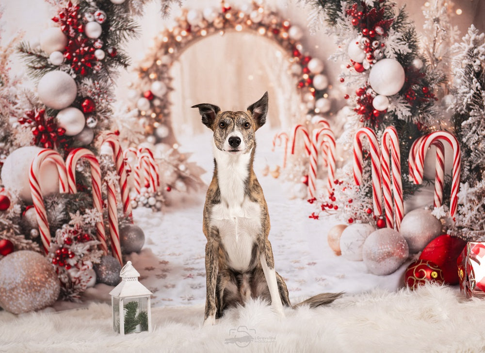 Kate Christmas Candy Cane Arch Snow Backdrop Designed by Emetselch