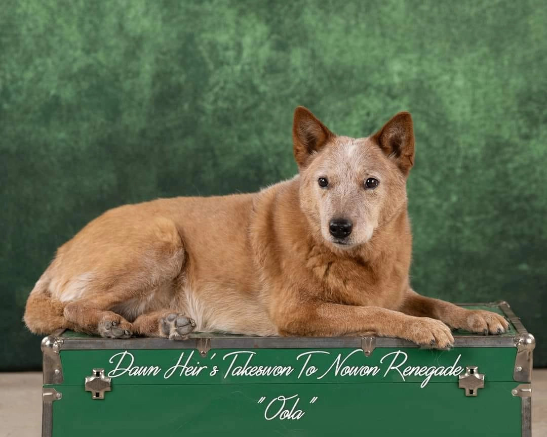 Kate Dark Green Backdrop Abstract Designed by Kate Image