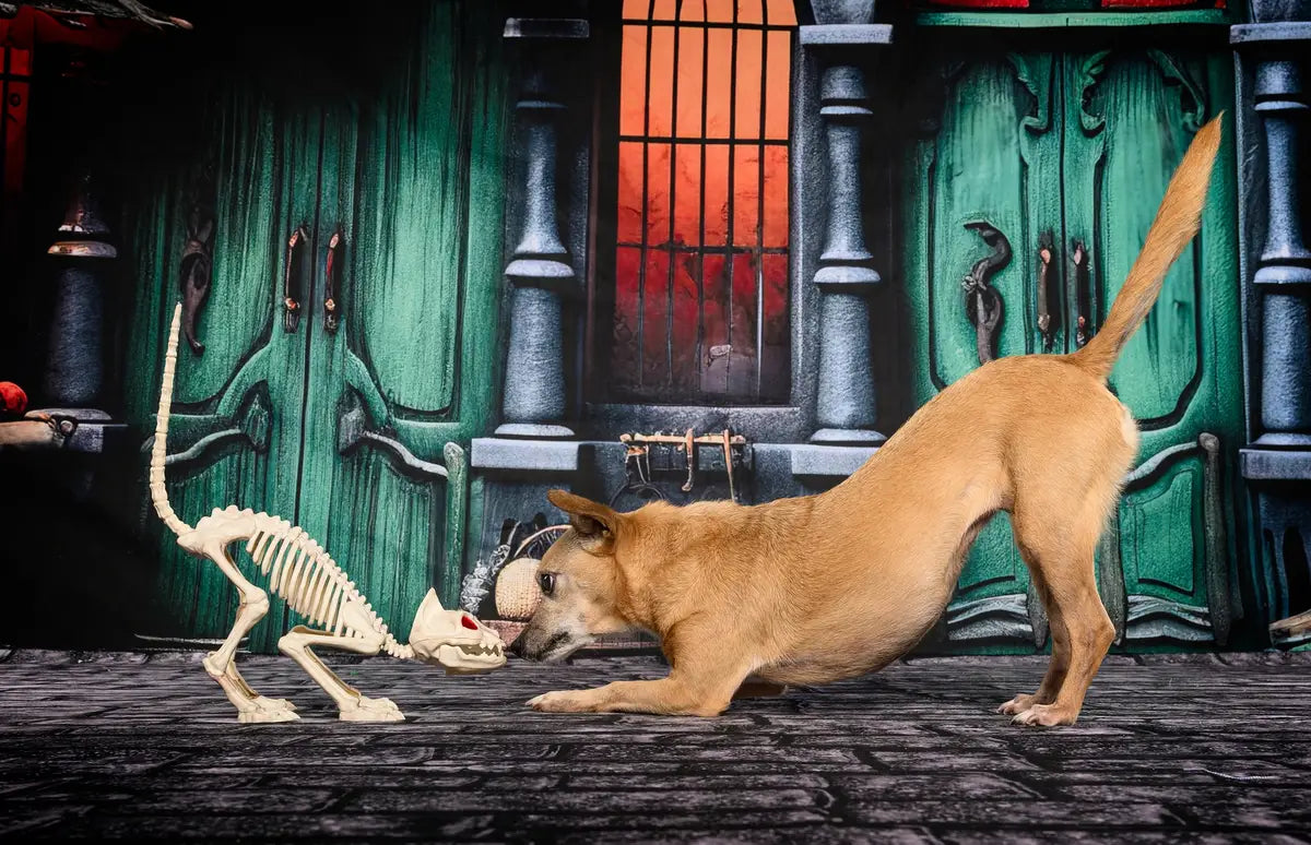 Halloween Green Door Street Pumpkin Backdrop Progettato da GQ