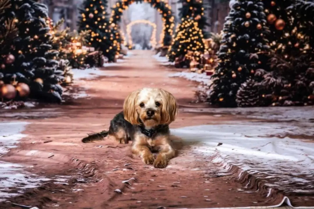 Fondo de Arco de Árbol de Navidad + Fondo de Suelo de Camino Nevado de Invierno
