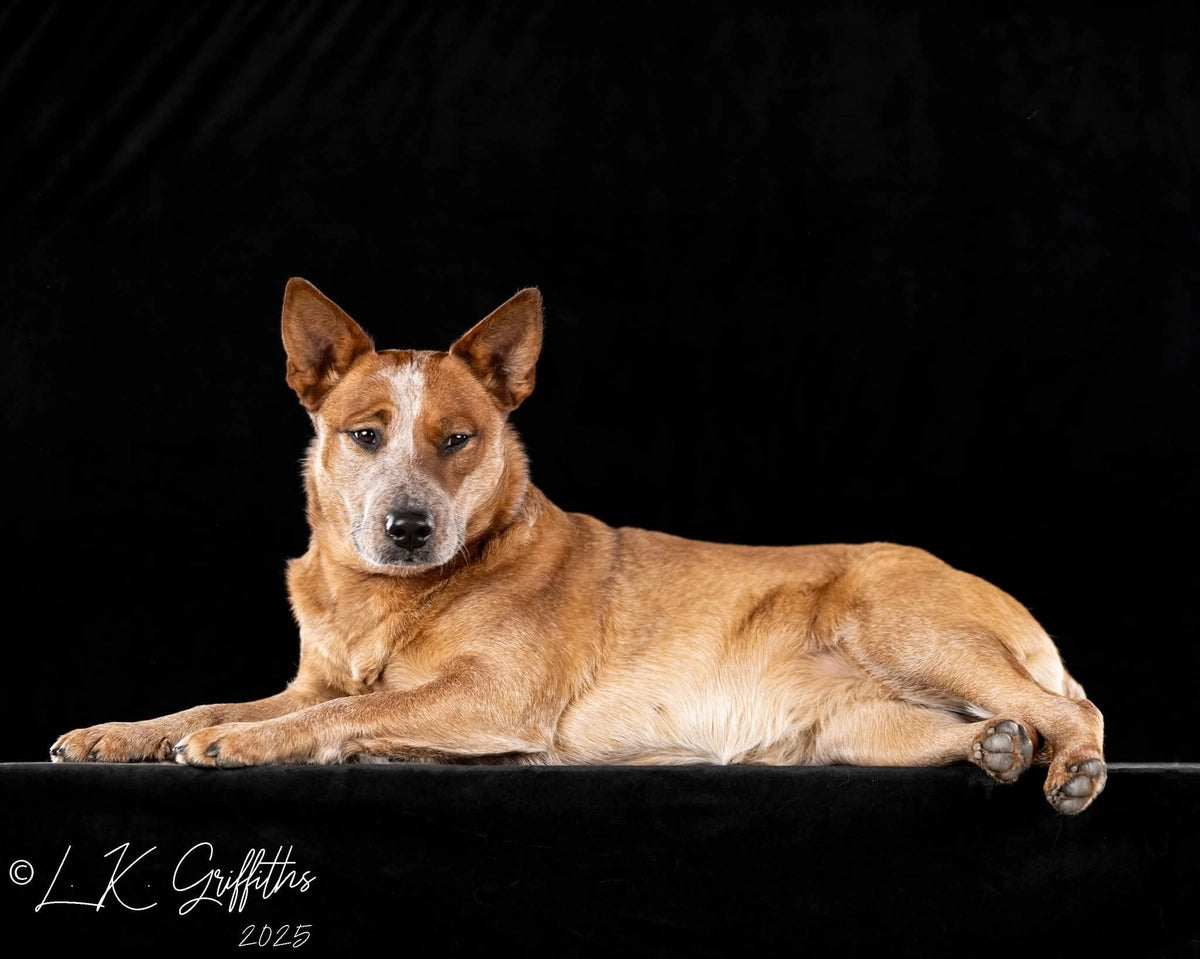 Kate Solid Black Gray Cloth Portrait Photography Backdrop