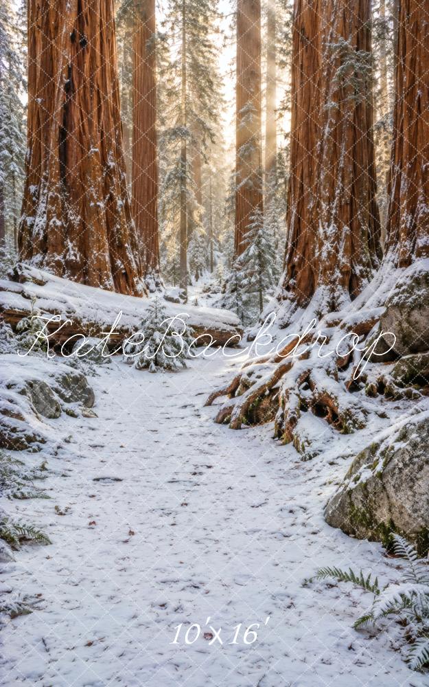 Kate Sweep Winter Snowy Redwood Forest Path Printed Backdrop Designed by Vertigo Productions