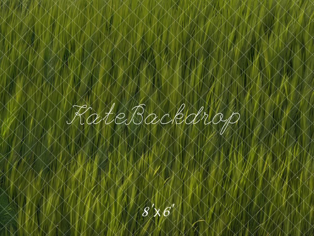 Voorjaar Groen Gras Veld Foto Achtergrond Designed by Kate Image