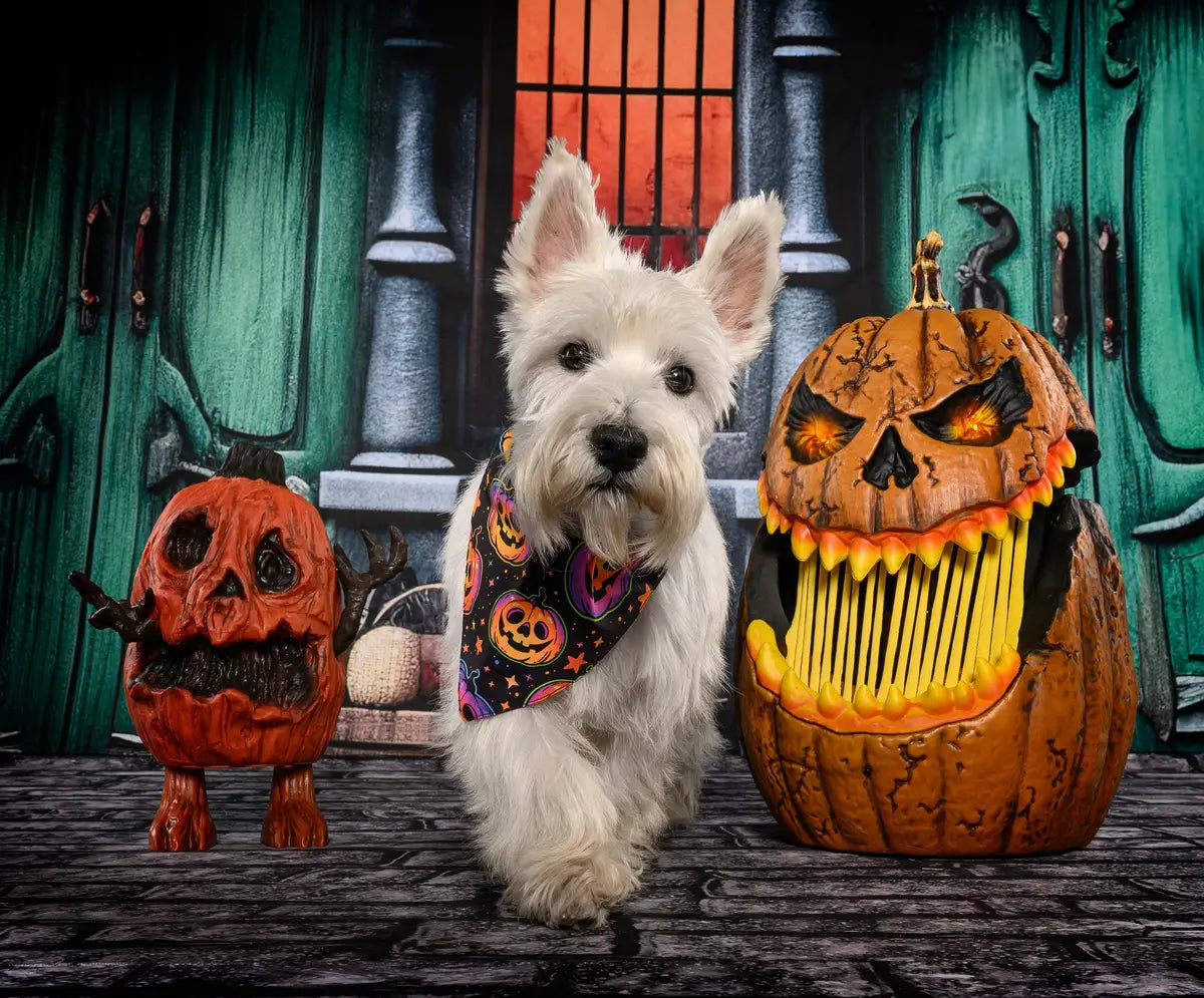 Halloween Green Door Street Pumpkin Backdrop Progettato da GQ