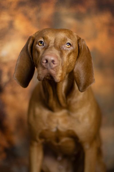 Fondo Dorado Abstracto Diseñado por Chain Photography