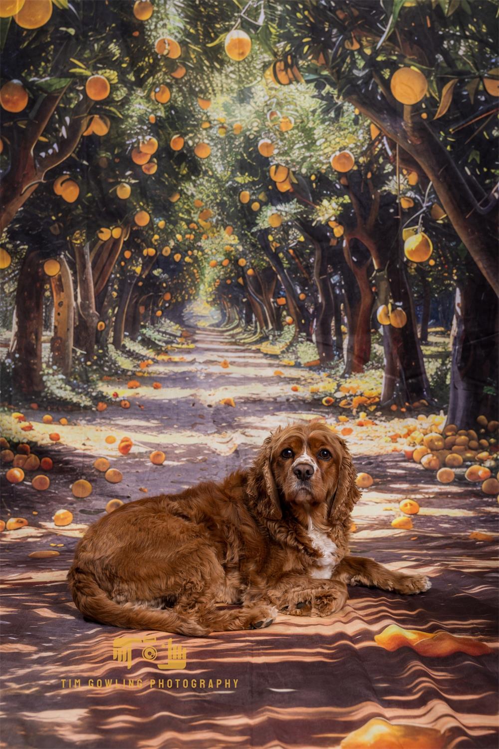 Kate Sweep Summer Outdoor Yellow Lemon Grove Backdrop Designed by Megan Leigh Photography