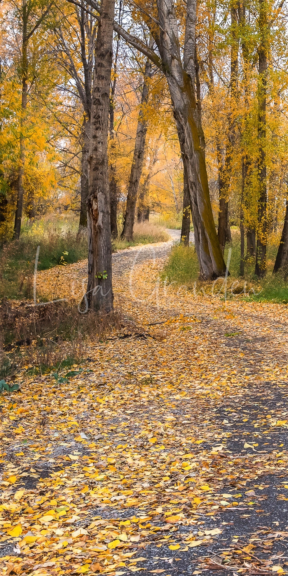 Fondo de bosque al aire libre en otoño en un camino rural para fotografía diseñado por Lisa Granden