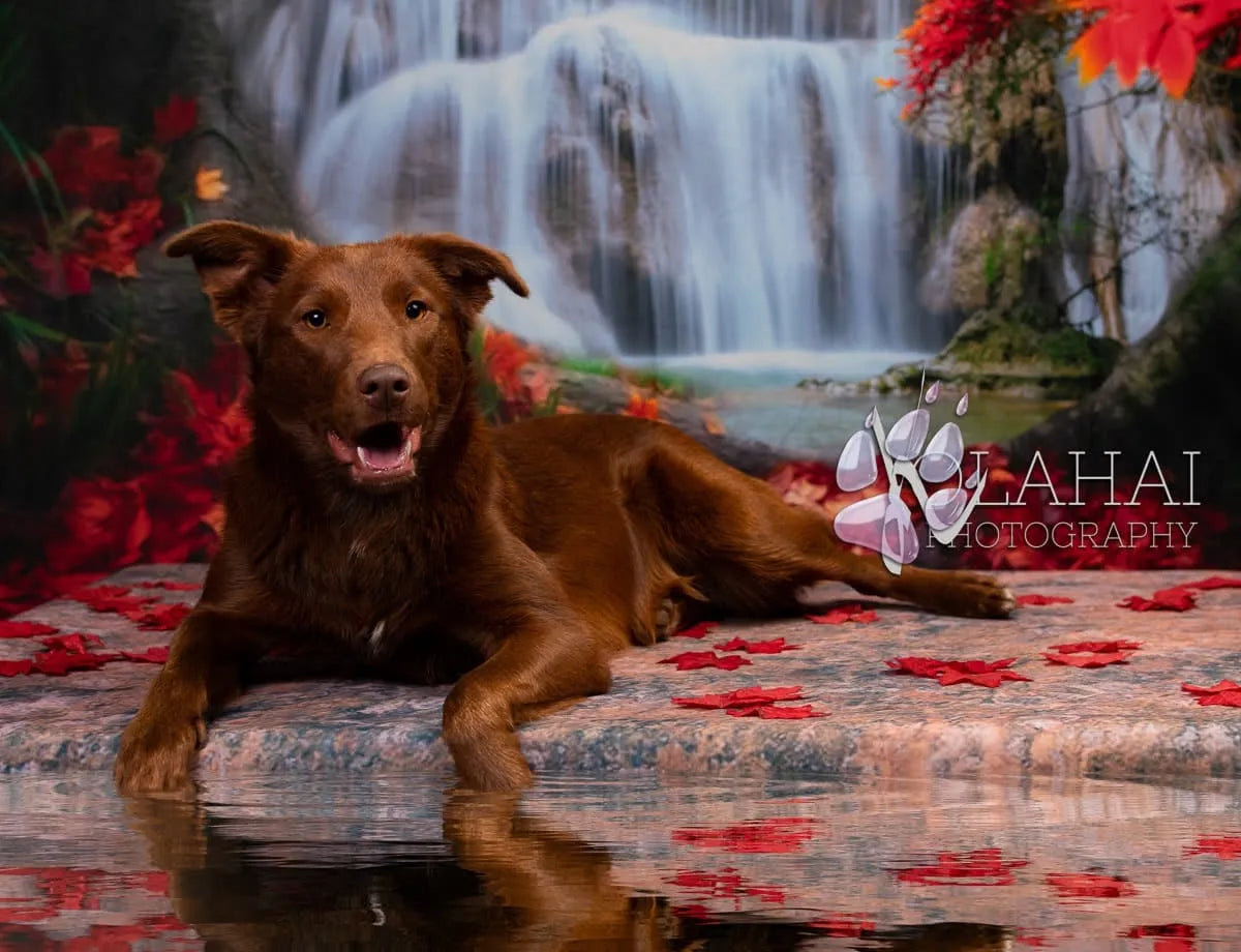 Fondo de Otoño Bosque Catarata Hojas para Fotografía