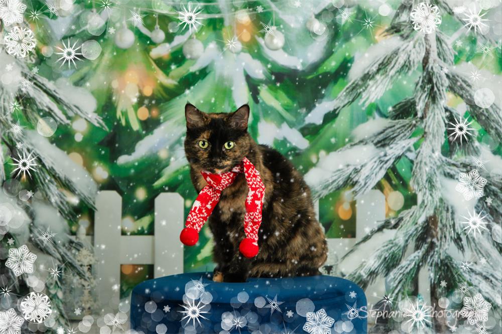 Kate Christmas Backdrop Trees for Sell Snow Forest Designed by Emetselch