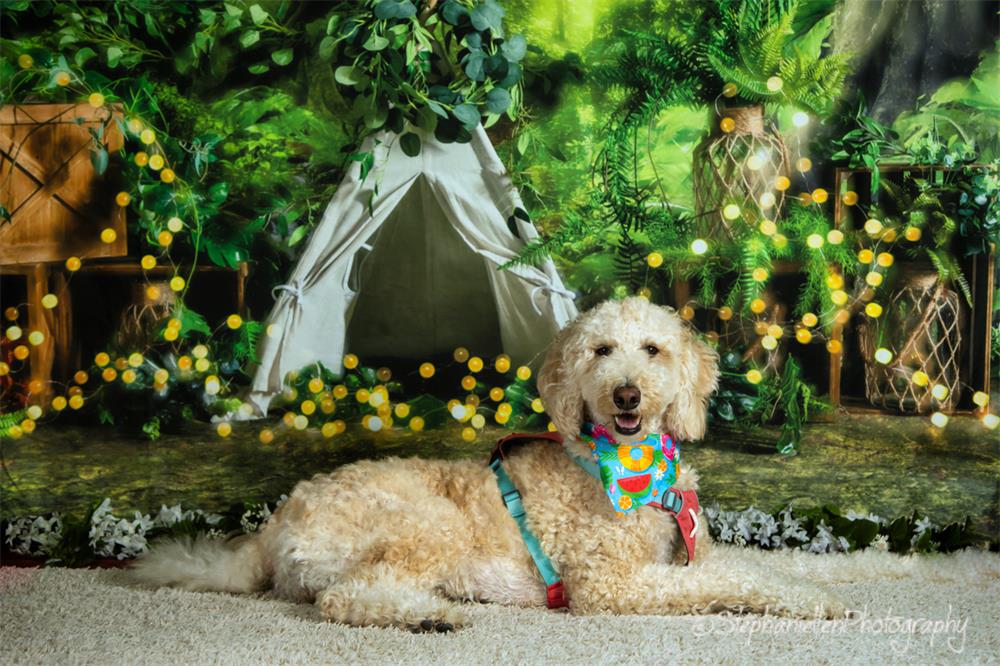 Kate Pet Birthday Backdrop Jungle Camping Boy Designed by Emetselch