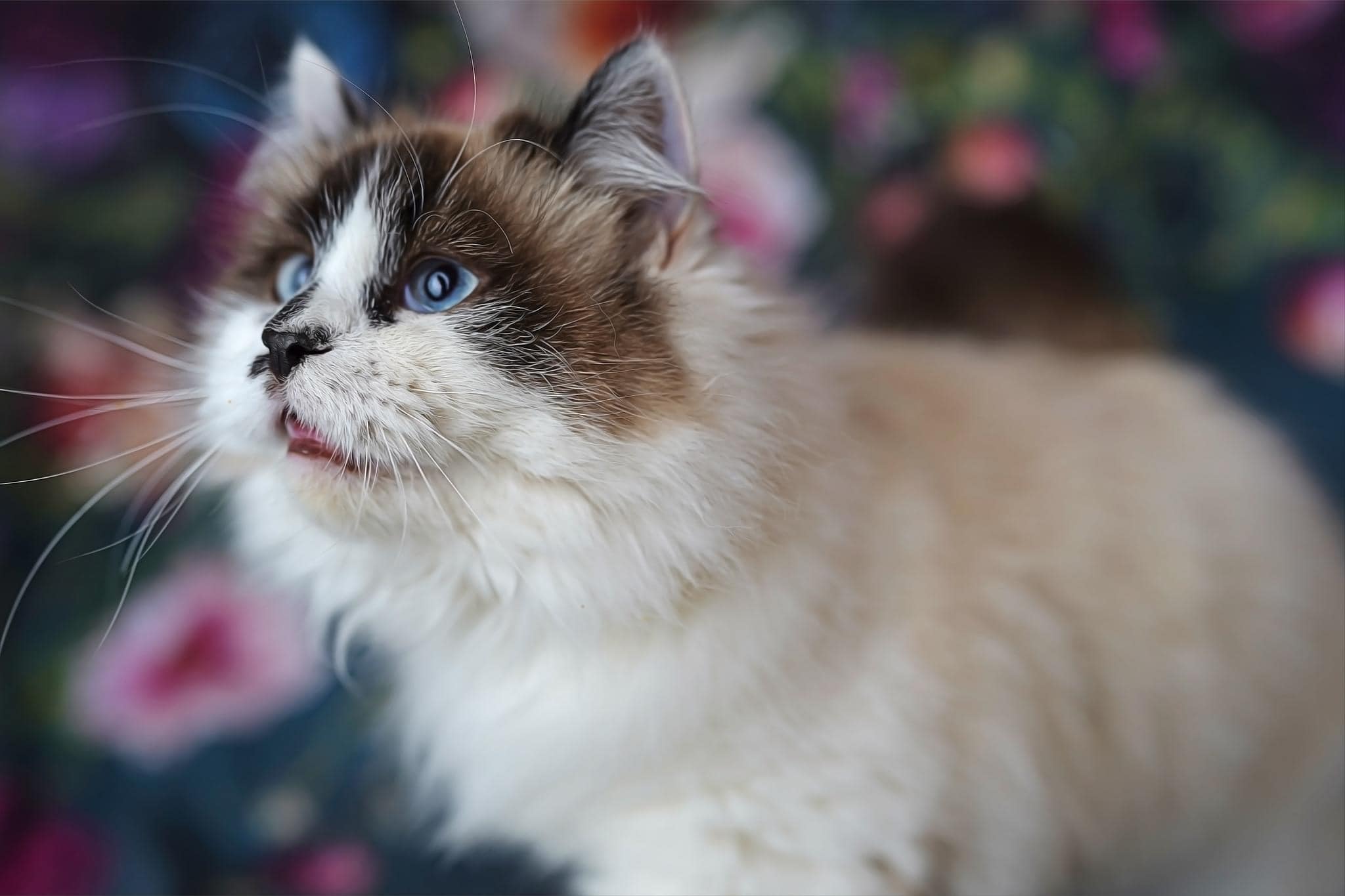 Kate Spring Fine Art Oil Painterly Floral Dark Teal Backdrop Designed by Mini MakeBelieve