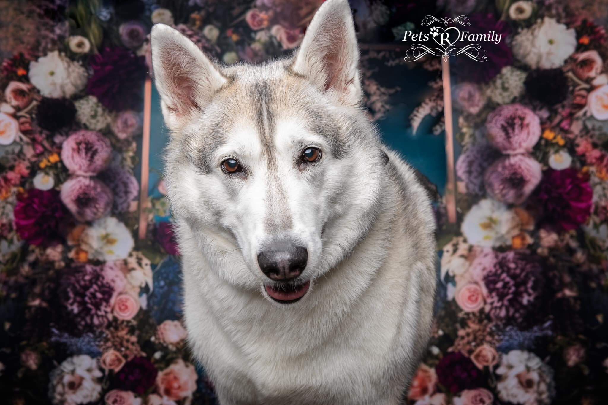 Kate Painterly Fine Art Frame Spring Flowers Fleece Backdrop Designed by Mini MakeBelieve