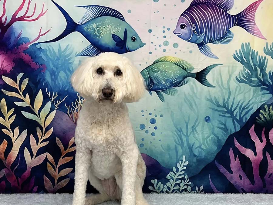 Magisch Zeekoninkrijk Zomer Onderwater Foto Achtergrond Ontworpen door Patty Robert