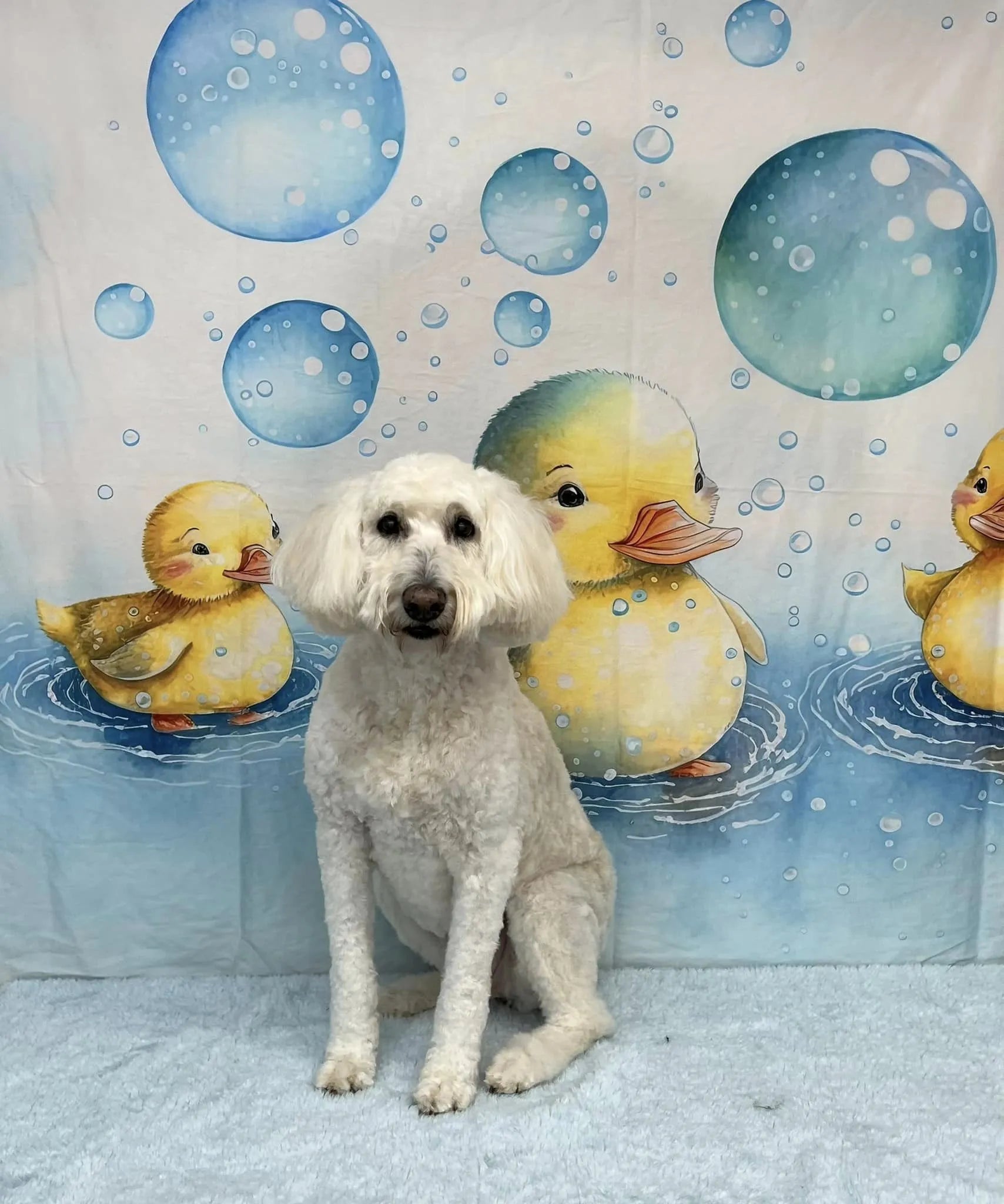 Kate Splish Splash Celebration Little Yellow Duck Bubble Backdrop Designed by Patty Robert