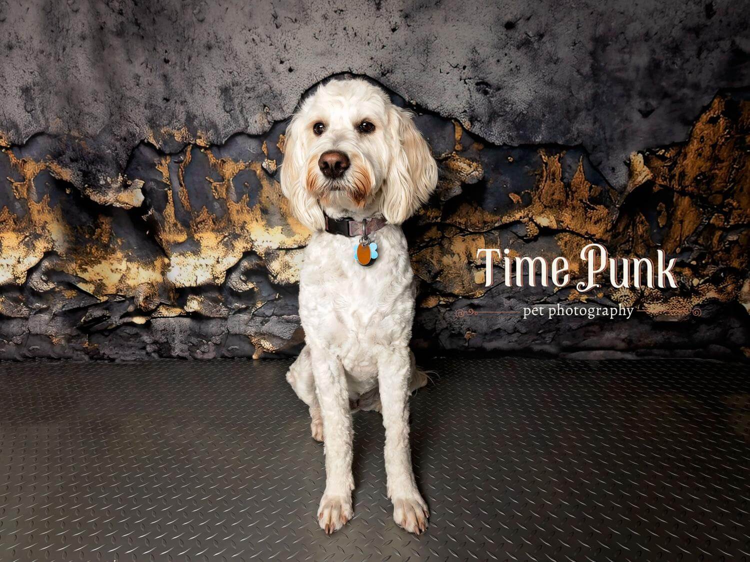 Kate Painterly Fine Art Concrete Gold Wall Backdrop Designed by Mini MakeBelieve