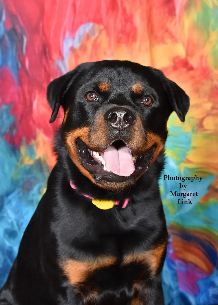Abstract Rainbow Paint Backdrop Ontworpen door Mandy Ringe Fotografie