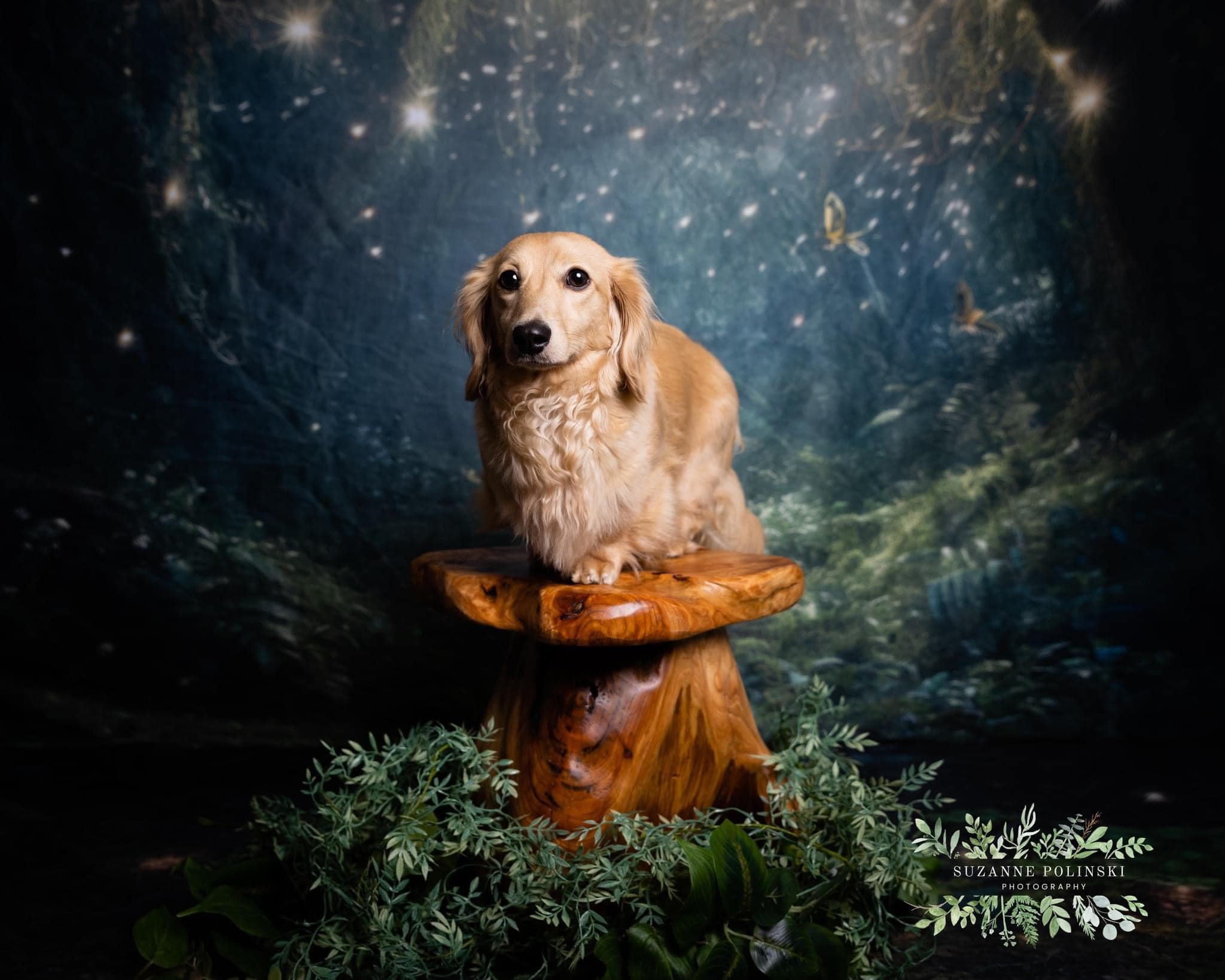 Kate Enchanted Fairy Forest at Night Summer Backdrop Designed by Mandy Ringe Photography