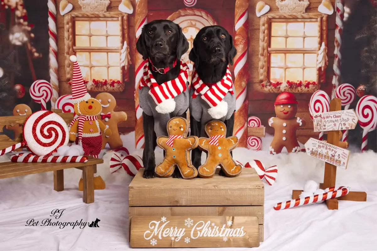 Kate Christmas Winter Gingerbread House Snow Backdrop Designed by Chain Photography