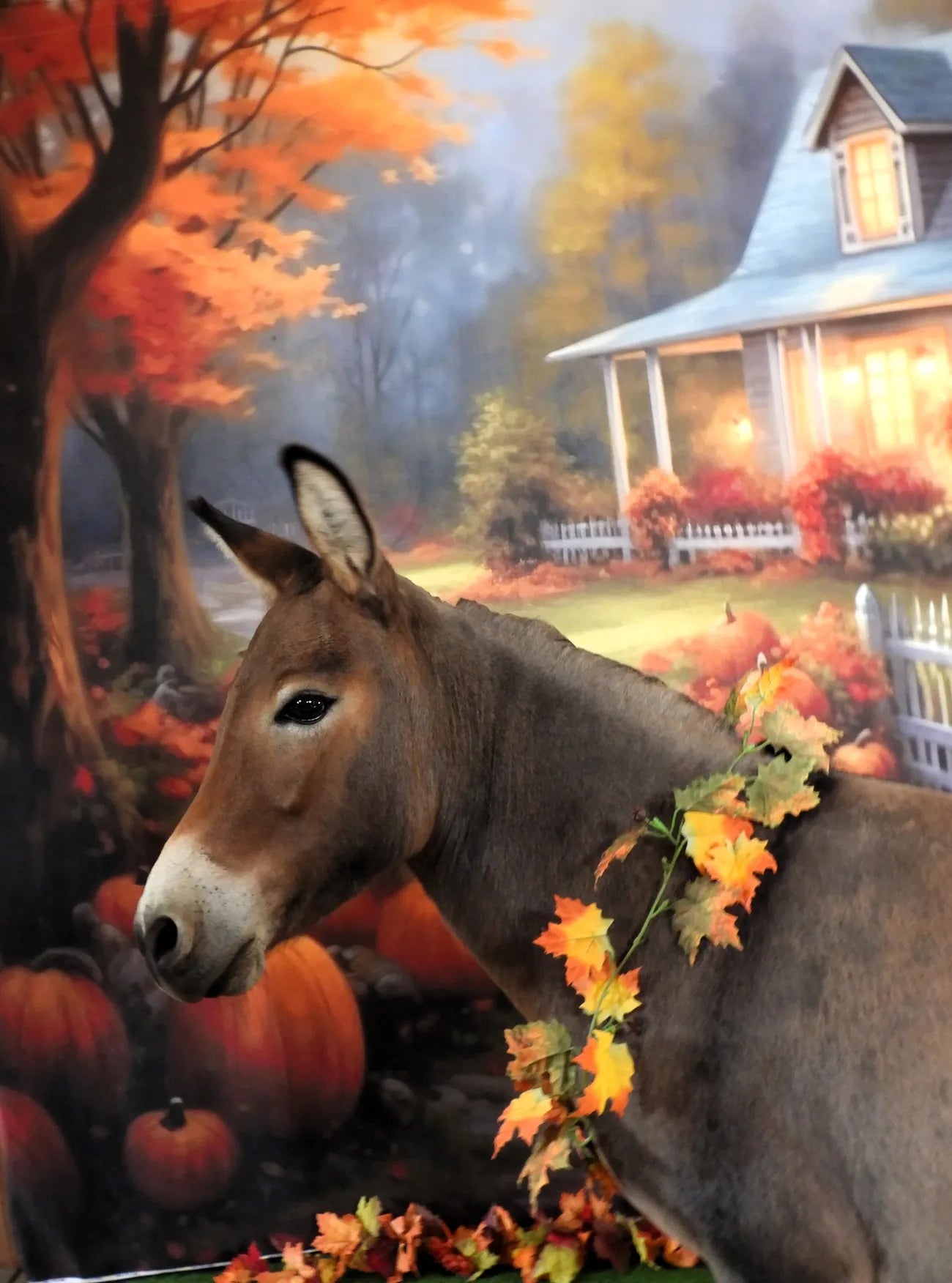 Kate Autumn Pumpkin House Path Backdrop Designed by Chain Photography