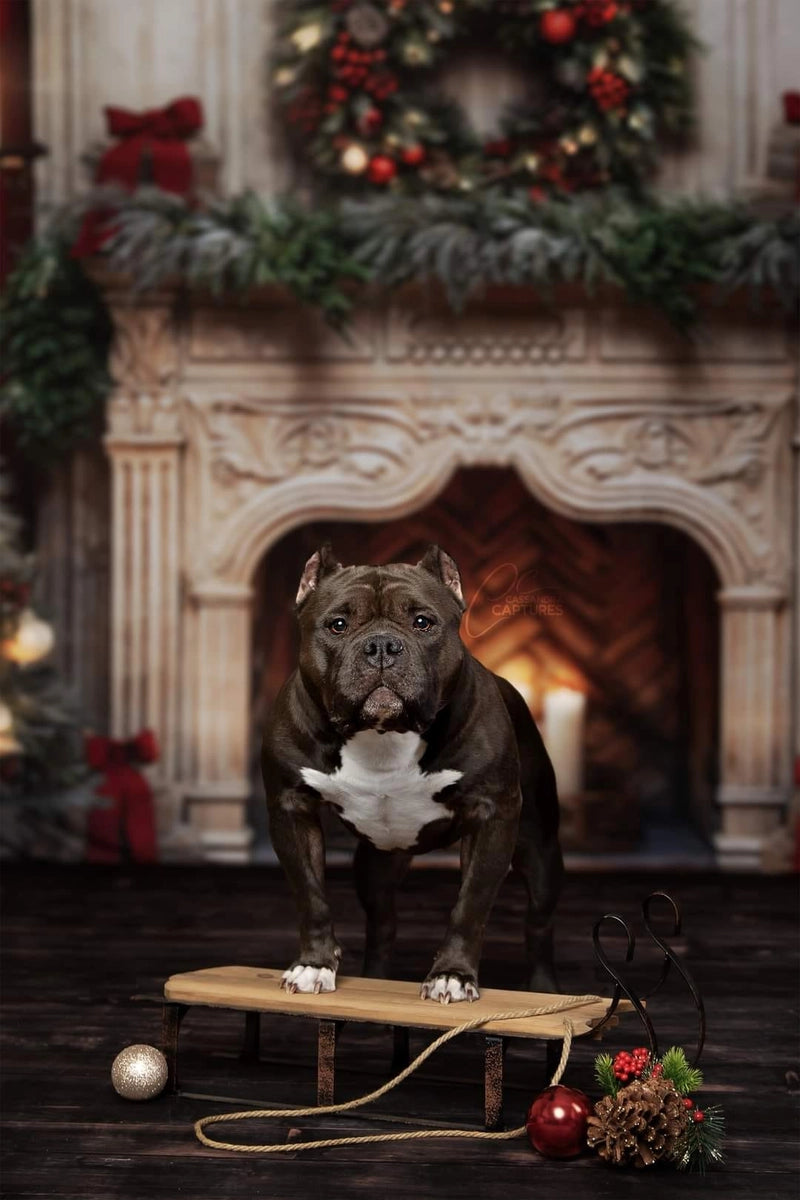 Kate Christmas Tree Fireplace Red Backdrop Designed by Emetselch