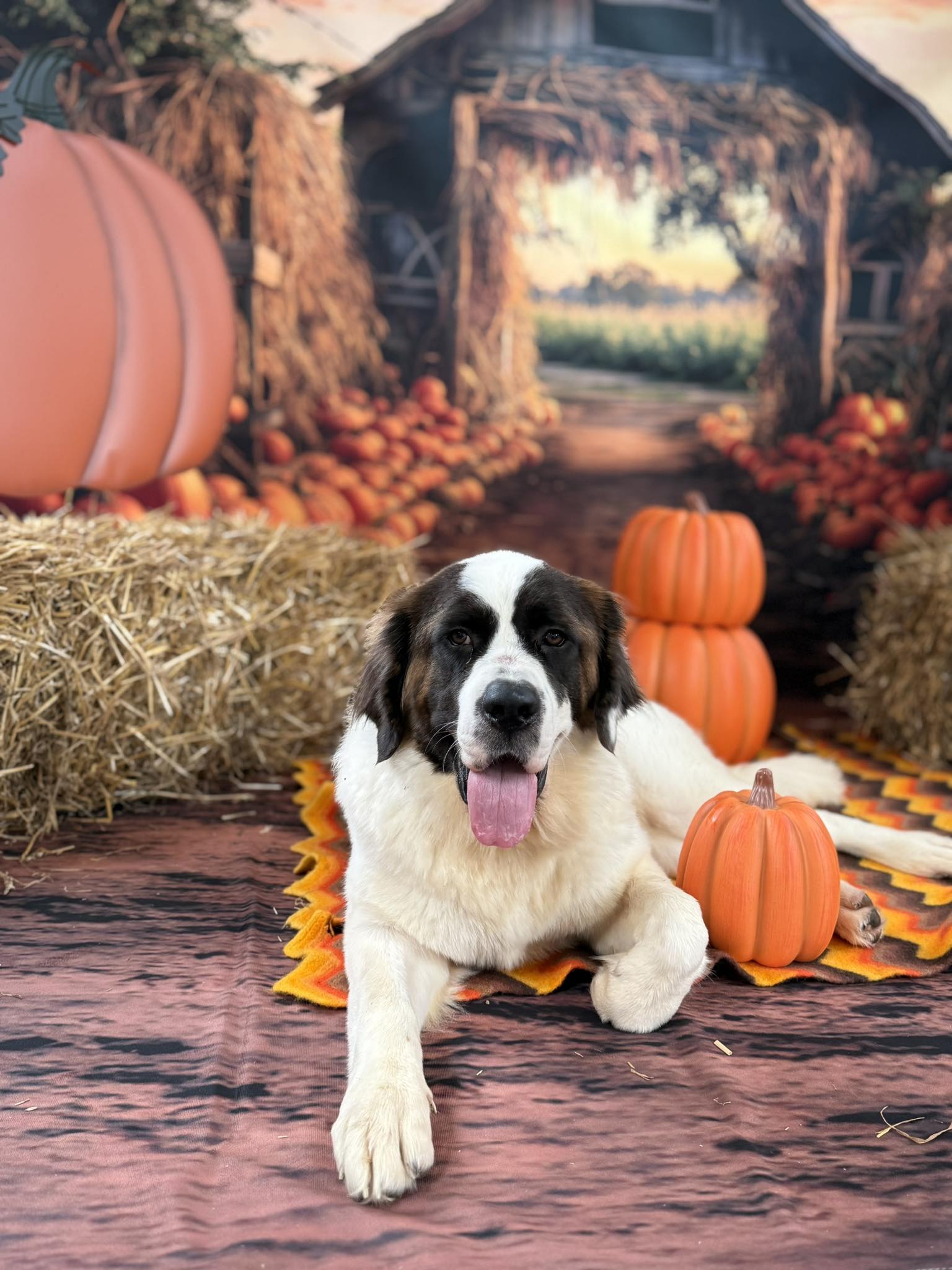 Kate Autumn/Fall Pumpkin Farm Backdrop+ Soil Floor Backdrop