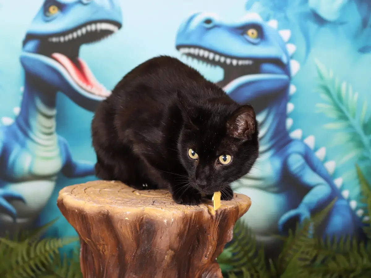 Kate Pet Blue Dinosaur Adventure Backdrop Designed by Ashley Paul