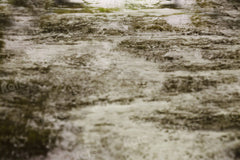 Kate Soil Grass Floor Printed Backdrop for Photography